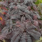 Albízia čokoládová (Albizia julibrissin) ´SUMMER CHOCOLATE® - výška 70-100 cm, kont. C5L